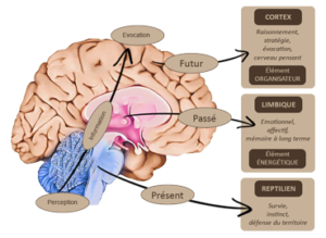 Description_3cerveau_maclean